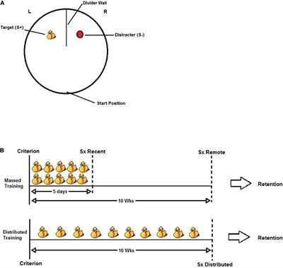 Overtraining Strengthens the Visual Discrimination Memory Trace Outside the Hippocampus in Male Rats